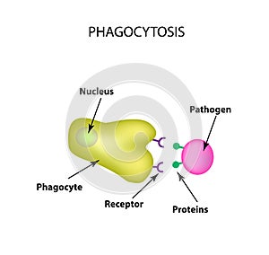 Innate immunity. Adaptive specific . Phagocytosis. Infographics. vector illustration photo
