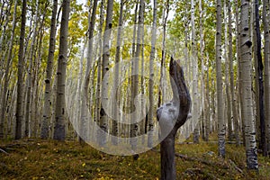 The Inner Basin Trail in Northern Arizona.