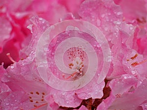 The inner blurred and sharp focus of pink flower of rhododendron plant, that is still wet with rain, the toxic ingredients