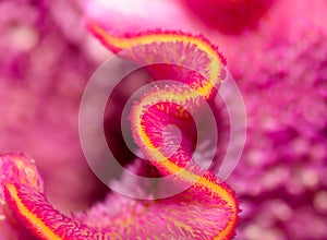 Inner of a celosia flower-scape blossom in pink and orange with detailed texture