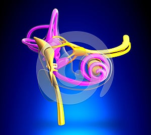 Inner Ear Anatomy on blue background