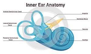 Inner ear anatomy. Vestibular system organ. Membranous labyrinth