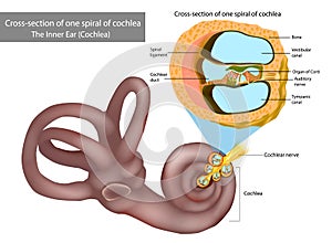 The Inner Ear Cochlea. Cross-section of one spiral of cochlea. Organ of Corti, the sensory organ of hearing. Spiral