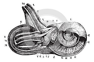 Inner ear. Cup semi-circulairs and limacon channels., vintage engraving