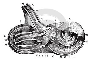 Inner ear. Cup semi-circulairs and limacon channels., vintage engraving photo