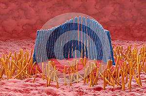 Inner ear hair cell in the vestibular system - closeup view 3d illustration