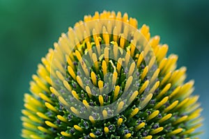 The inner of a flower, close-up