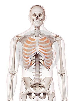 The inner intercostals