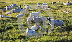 Inner Mongolia grassland