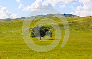 Inner Mongolia grassland