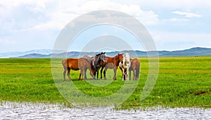 Inner Mongolia grassland