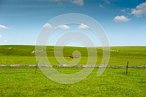 Inner Mongolia pasture
