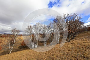 Inner Mongolia Ulan grassland scenery white birch