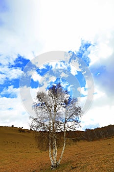 Inner Mongolia Ulan grassland scenery white birch