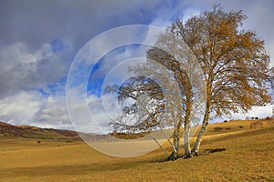 Inner Mongolia Ulan grassland scenery white birch