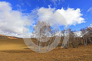 Inner Mongolia Ulan grassland scenery white birch