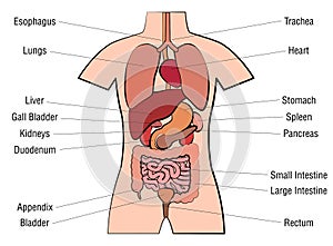 Inner Organs Human Anatomy Chart Names