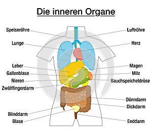 Inner Organs Schematic Diagram German