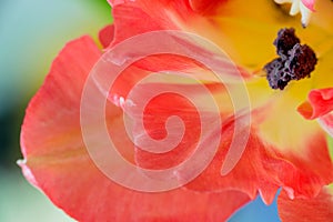 Inner part of pink tulip flower bud with delicate petals. Tulips heart with yellow pistil, stamens macro photo