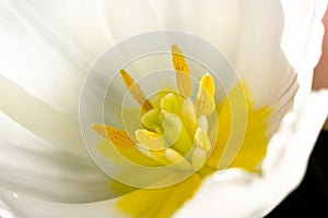 Inner part of white tulip flower bud with delicate petals. Tulips in full bloom.