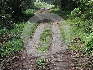 An inner road inside Manas wildlife sanctuary for tourist to view animals photo