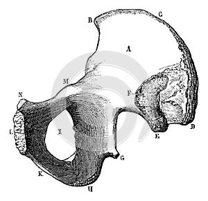 Inner surface of the ilium, vintage engraving