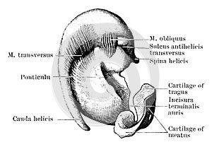 Inner Surface of Pinna Cartilage, vintage illustration