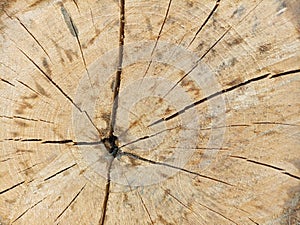 The inner texture of a tree trunk