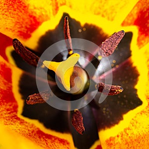 Inner world of a tulip, close-up of stamens and pisti