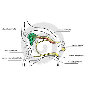 Innervation of the lacrimal gland photo