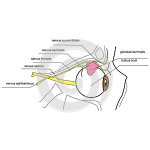 Innervation of the lacrimal gland - side view photo