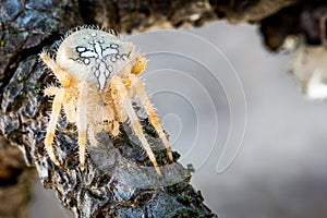 Innkeeper spider waiting for capture, zoom and details