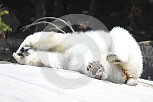 Innocence Veiled: Polar Bear Playfully Hiding Its Eyes