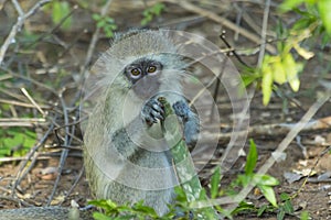 Innocent baby vervet monkey eating a plant