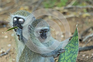 Innocent baby vervet monkey eating a plant