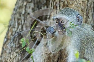 Innocent baby vervet monkey eating a plant