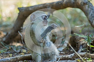 Innocent baby vervet playing with a plant