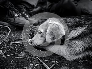 A innocent dog`s close up portrait in black and white