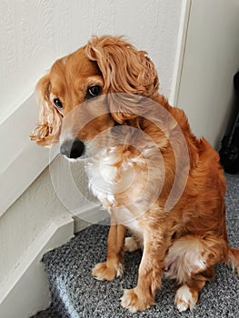 Innocent ginger longhaired dog