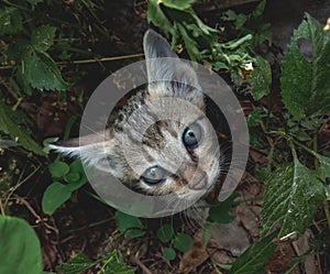 Innocent kitten looking up at camera with innocence