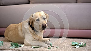 Innocent labrador retriever dog lying among chewed euro banknotes, misbehave