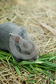 Innocent little gray Rabbit in straw.