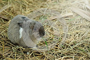 Innocent little gray Rabbit in straw.