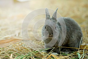 Innocent little gray Rabbit in straw.