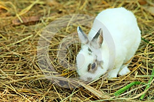 Innocent little white Rabbit in straw.