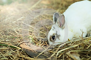 Innocent little white Rabbit in straw.