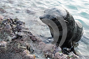 Innocent looking baby seal