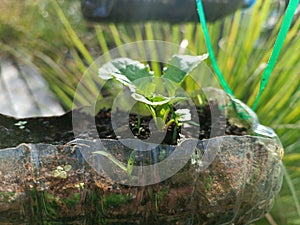 Innovation Planting mustard greens with used media