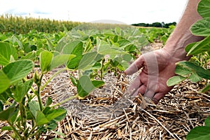 An innovative method of growing grain wheat, soybeans, corn. Han