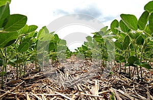 An innovative method of growing grain wheat, soybeans, corn. Han